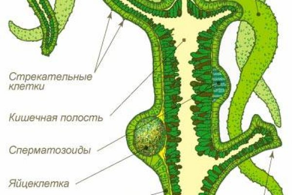 Купить бошки конопли